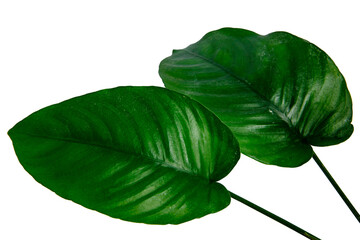 Close up of Anubias Broad Leaf plants isolated on transparent background. PNG transparency