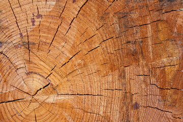 brown timber structure. cutted tree Ideal round cut down. with annual rings and cracks. Wooden...