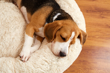 Cute dog beagle sleeps on a soft pillow, a dog bed. Top view.