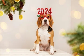 Fototapeten Happy New Year and Merry Christmas 2024. A beagle dog with glasses with numbers 2024 new year, a Christmas tree with bokeh lights. © Viktoriya