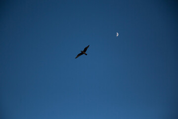 Fototapeta premium silhouette of a bird in sunset