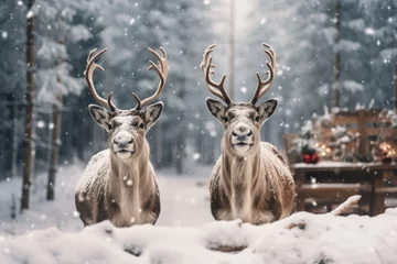 Foto auf Alu-Dibond Two cute reindeers in lapland in a reindeer farm, snowing day. © Maria Tatic