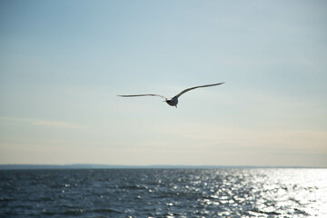 seagull in flight