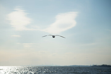 seagull in flight