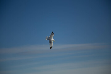 seagull in flight