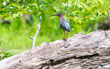 green heron