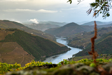 Viewpoint view of terraced vineyards at romantic in Douro valley near Pinhao village, heritage of humanity