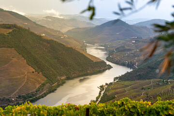 Viewpoint view of terraced vineyards at romantic in Douro valley near Pinhao village, heritage of humanity - obrazy, fototapety, plakaty