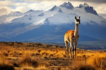 Fotobehang A guanaco in the prairie of Chilean Patagonia. Generative AI © Virelai