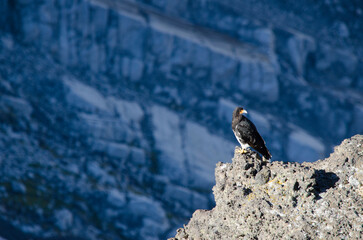southern esparvero, patagonian hawk. Patagonian eagle or falcon in the heights of the mountain