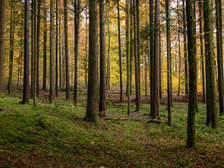 Herbstlicher Fichtenwald