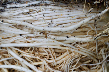 Fleshy roots  - 659455372