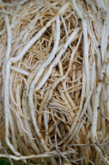 Fleshy roots  - 659455390
