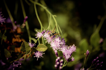 butterfly on a flower