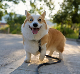 Naklejka na ściany i meble beautiful corgi dog on a walk.