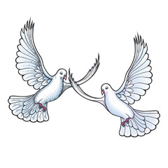 Fototapeta na wymiar Vector illustration of two white doves flying together.