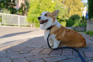 corgi dog sits and waits