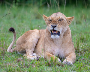 Female Lion, Masai Mara, Kenya
