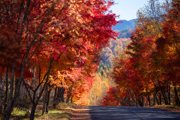 真っ赤に紅葉したカエデの並木と道のコラボレーション4