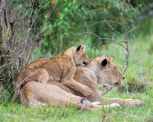Lion cub, Masai Mara, Kenya