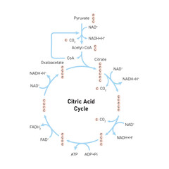 Citric Acid Cycle (Krebs Cycle) Scientific Design. Vector Illustration.