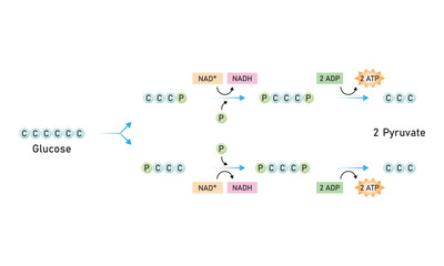Glycolysis Pathway Scientific Design. Vector Illustration.