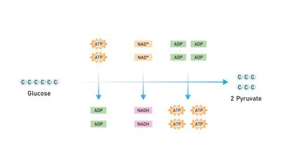 Glycolysis Pathway Scientific Design. Vector Illustration.