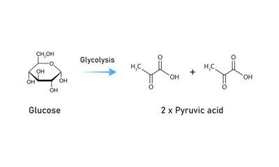 Glycolysis Pathway Scientific Design. Vector Illustration.