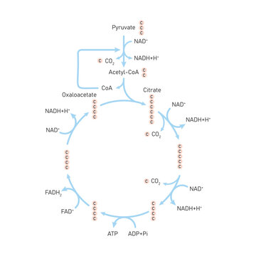 Citric Acid Cycle (Krebs Cycle) Scientific Design. Vector Illustration.