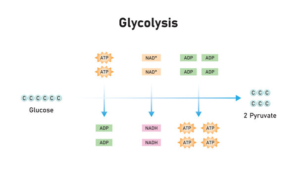Glycolysis Pathway Scientific Design. Vector Illustration.