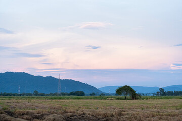 The rice fields are harvested and only rice stubble remains in the middle of the fields. During the day the sun was about to set. You will see an orange light in the sky.