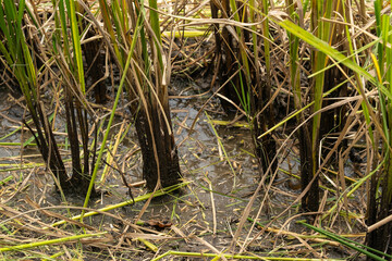 Rice stubble cut with a rice harvester Until all that is left is like every tree. And there was a small piece of rice straw stuck to it.