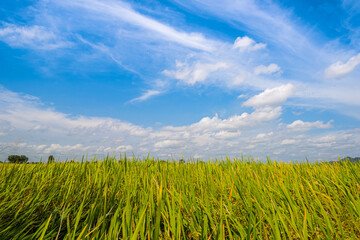 Rice fields filled with golden yellow rice grains It is harvest season for Thai farmers. During the day there will be clear skies and some clouds. It is a plant that is popular all over the world.