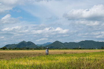 Rice fields filled with golden yellow rice grains It is harvest season for Thai farmers. During the day there will be clear skies and some clouds. It is a plant that is popular all over the world.