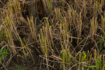 Rice stubble cut with a rice harvester Until all that is left is like every tree. And there was a small piece of rice straw stuck to it.