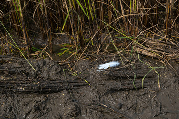 Rice stubble is cut with a combine harvester. Until all that is left is like every tree. And there was a small piece of rice straw stuck to it. There may also be feather loss from birds that eat snail