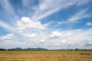 The rice fields are harvested and only rice stubble remains in the middle of the fields. During the day the sun was about to set. You will see an orange light in the sky.