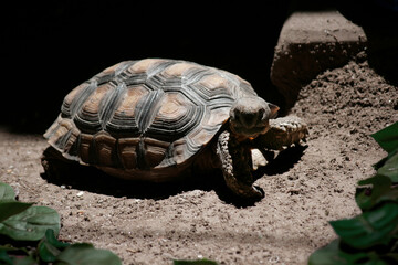 Große Spornschildkröte Testudo Graeca
