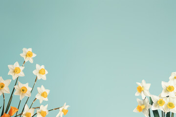 Minimal light blue spring background with daffodils