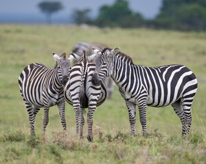 Fototapeta na wymiar Plains Zebra, Masai Mara, Kenya
