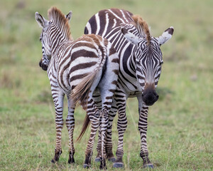 Plains Zebra, Masai Mara, Kenya