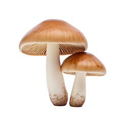 Mushroom isolated on white transparent background, PNG