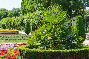 Flowerbed with Chinese windmill palm (Trachycarpus fortunei) or Chusan palm