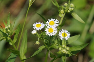 ヒメジョオン　9月中旬