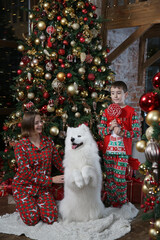 Happy family: mother and child, kid in New Year's decorations with Christmas tree and dog: Breed Samoyed (Nenets Herding Laika). Christmas decor. Child with pet, dog with blue different eyes. Animal