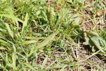 ショウリョウバッタ　緑　9月中旬