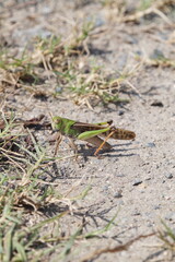 トノサマバッタ　9月中旬