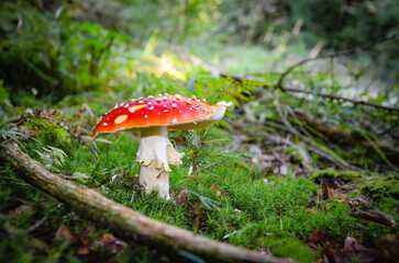 fly mushroom © Pawel Filusz