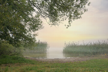 Lake shore with trees and reeds and a pale sunrise over the lake on a hazy morning, natural landscape, copy space, selected focus