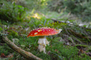 fly agaric mushroom © Pawel Filusz